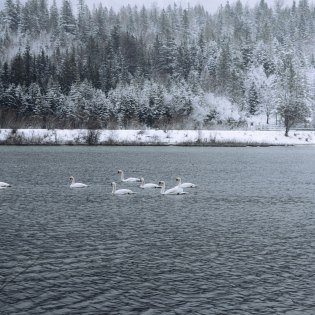 Swans at the Isar reservoir in winter, © Alpenwelt Karwendel | André Alexander@formgestalter