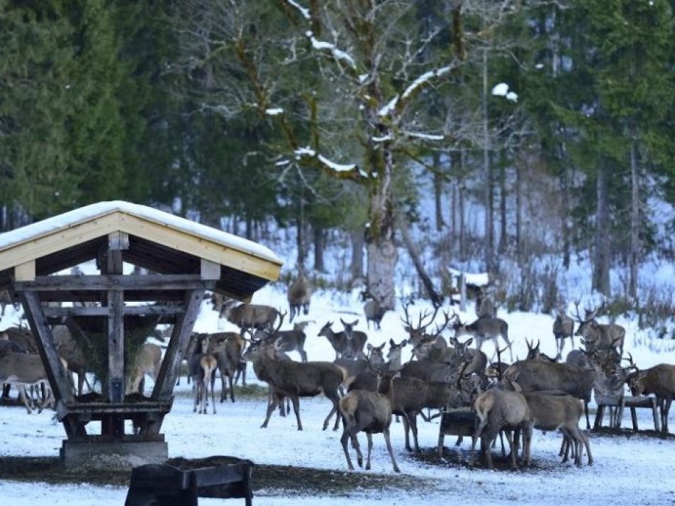 Begleitete Wanderung zur Wildfütterung, © Bildrechte: Alpenwelt Karwendel | Stefan Eisend