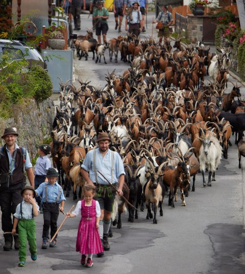 Ziegenabtrieb in Mittenwald, © Alpenwelt Karwendel/ Lukas Barth-Tuttas