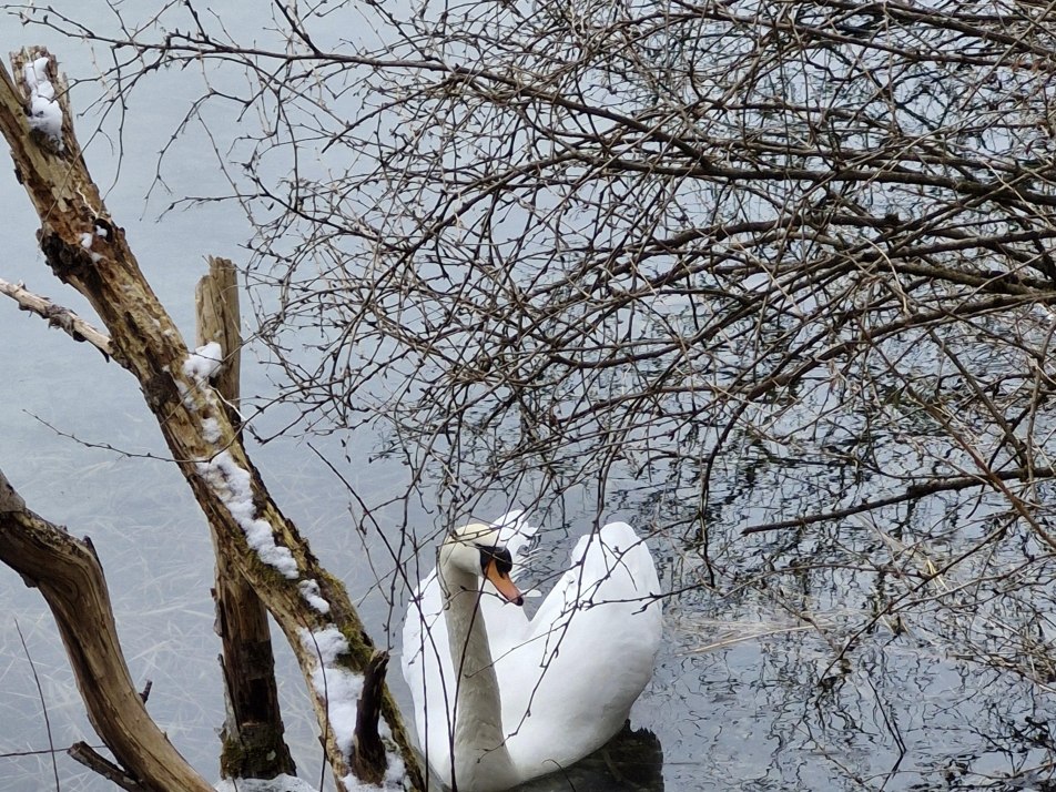 Schwan  im Februar _141159