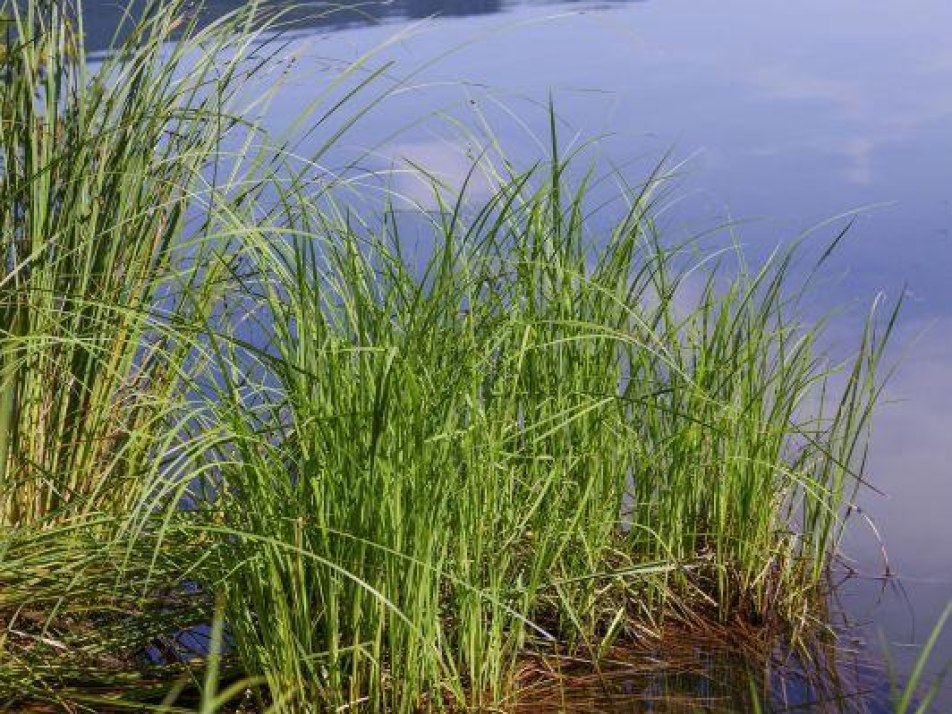 Vogelkundliche Rundwanderung um den Barmsee, © Gregor Lengler