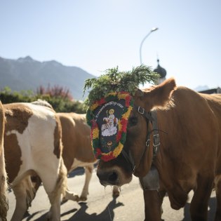 Traditionally decorated cows at the cattle drive in Krün in Bavaria, © Alpenwelt Karwendel | Philipp Gülland